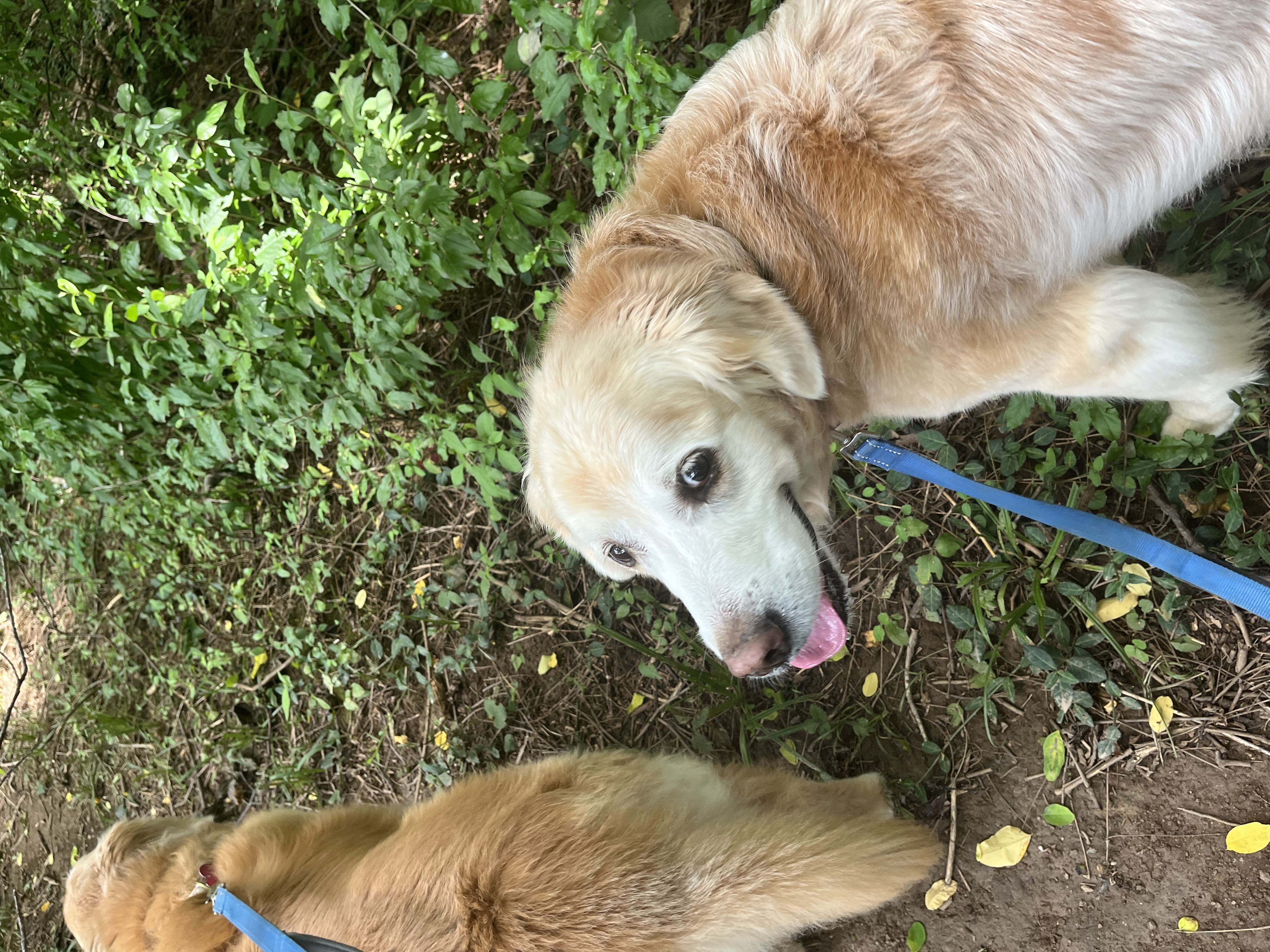 Dog walking